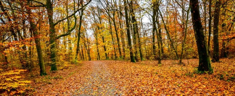 automne-2014_07