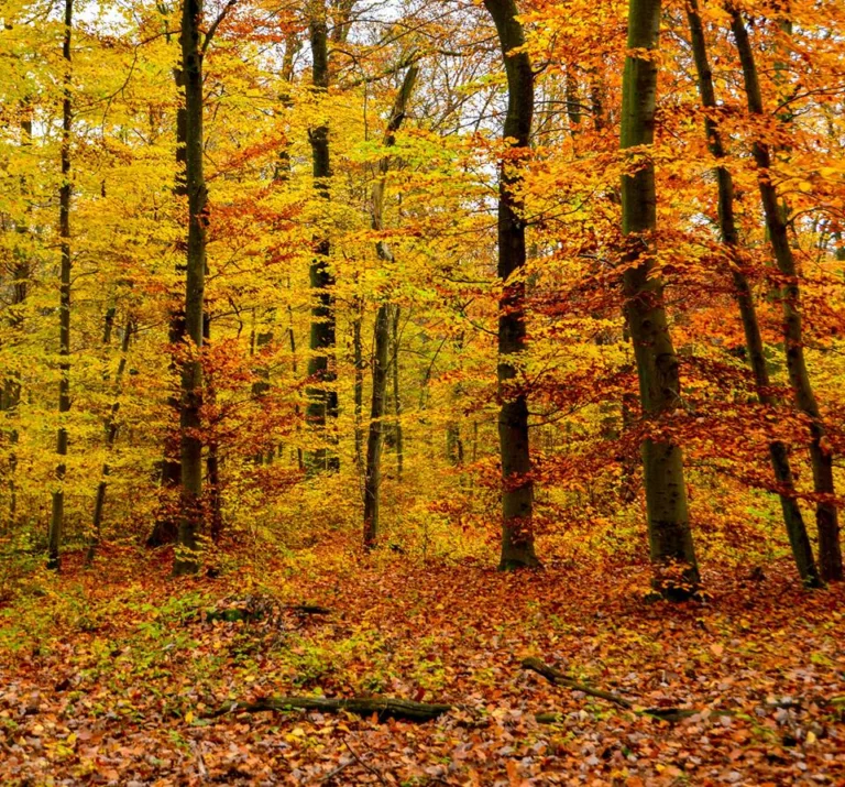automne-2014_11