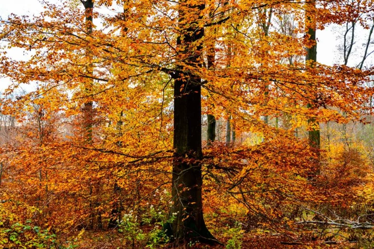 automne-2014_15