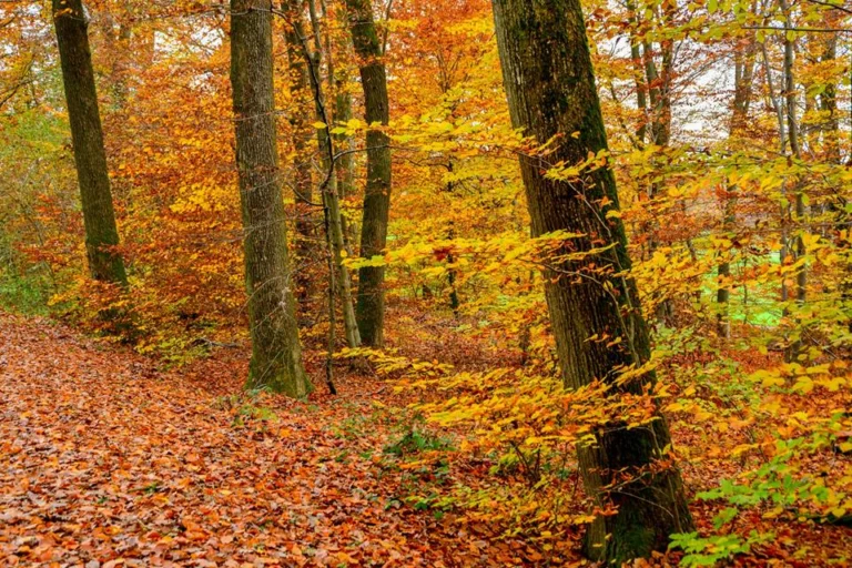 automne-2014_16