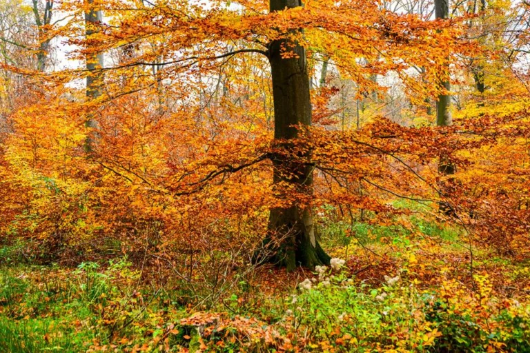 automne-2014_17