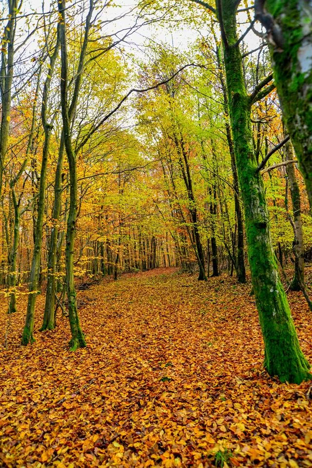automne-2014_18
