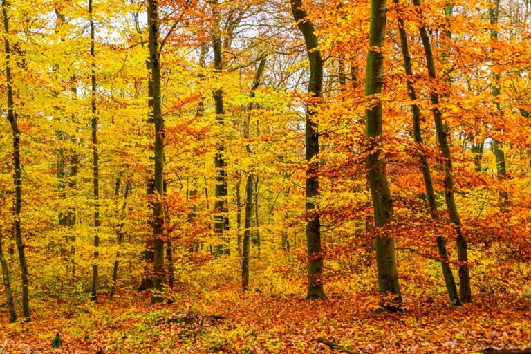 automne-2014_21