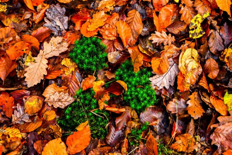 automne-2014_22