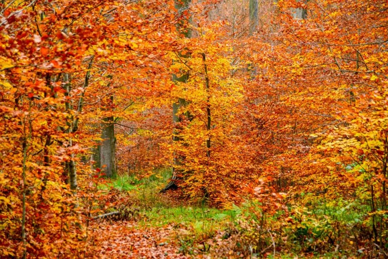 automne-2014_24