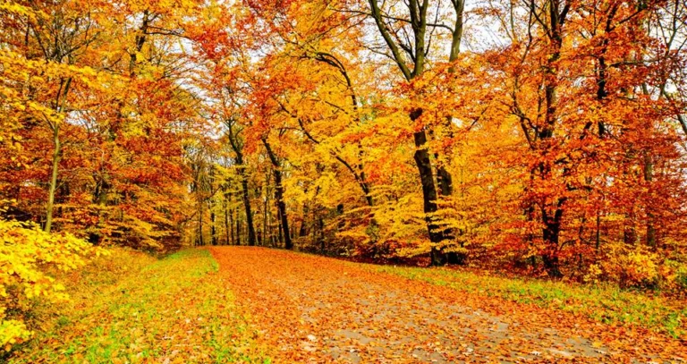 automne-2014_27