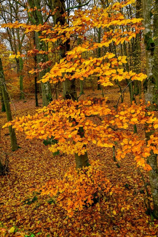 automne-2014_30