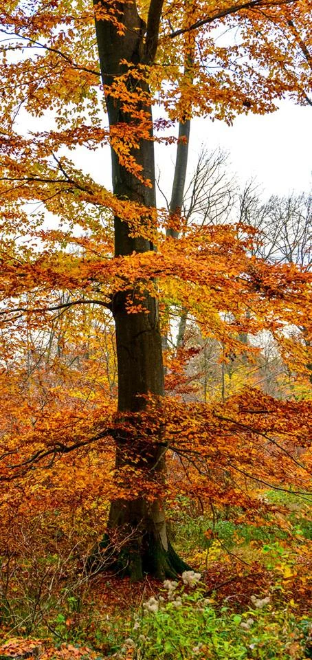 automne-2014_33