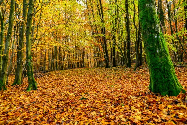 automne-2014_34