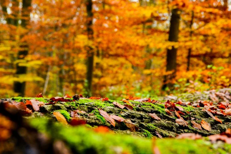 automne-2014_35