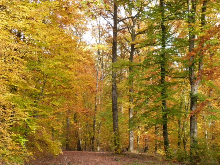 automne-2014_47