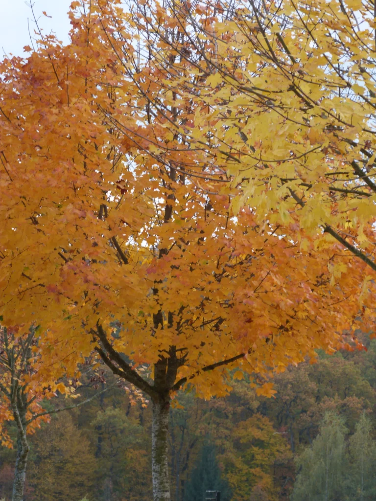 automne-2014_54