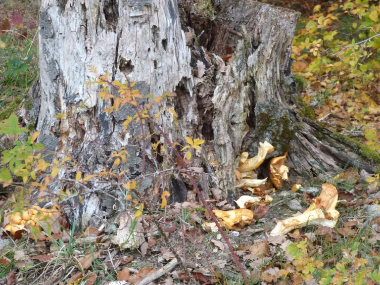 automne-2014_59
