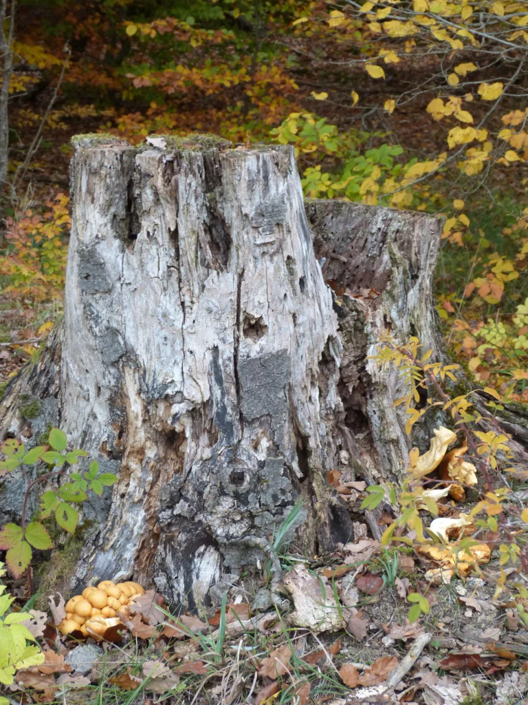 automne-2014_60